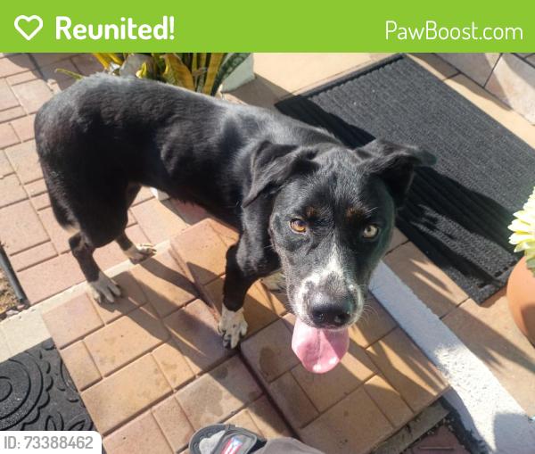 Reunited Male Dog last seen Marine ave. And Kingsley, Gardena, CA 90247