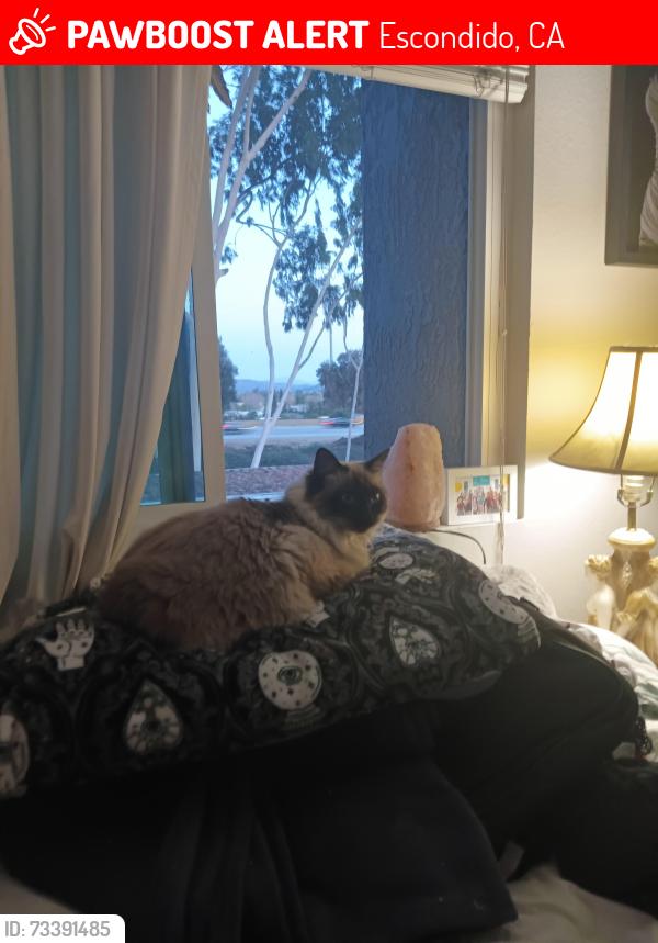 Lost Female Cat last seen West El Norte Pkwy /Madera Ridge Apartments, Escondido, CA 92026