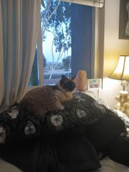 Lost Female Cat last seen West El Norte Pkwy /Madera Ridge Apartments, Escondido, CA 92026