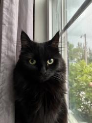Lost Female Cat last seen Last seen around 3rd Street in Cape Coral, 33991, Cape Coral, FL 33991
