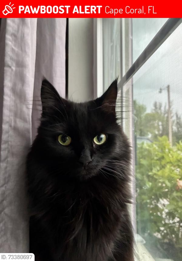 Lost Female Cat last seen Last seen around 3rd Street in Cape Coral, 33991, Cape Coral, FL 33991