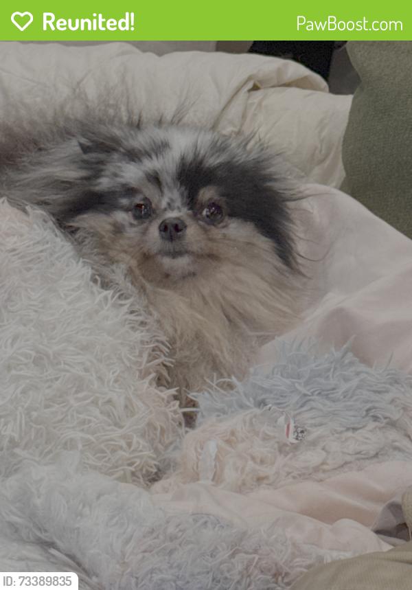 Reunited Female Dog last seen Woodbine St and Irving, Brooklyn, NY 11221