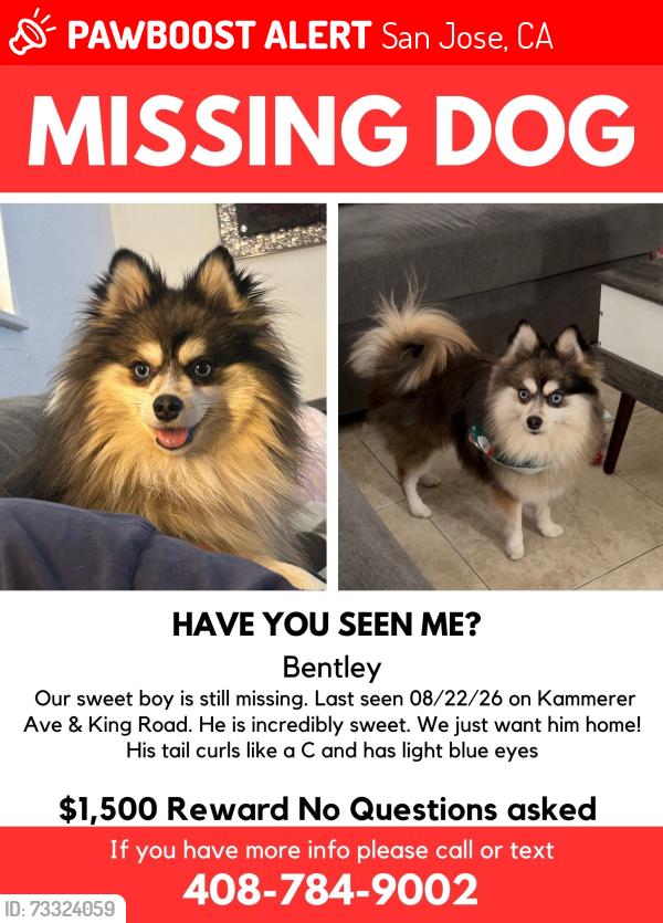 Lost Male Dog last seen Kammerer Ave & King Road, San Jose, CA 95116