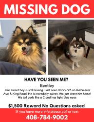 Lost Male Dog last seen Kammerer Ave & King Road, San Jose, CA 95116