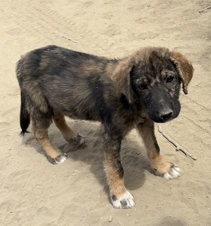 Shelter Stray Male Dog last seen S Stanislaus Ave & W Clarkson Ave, Cantua Creek Zone Fresno CO 1B 93608, CA, 1510 W Dan Ronquillo Dr, Fresno, CA 93706, USA