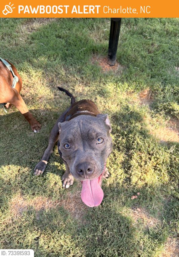 Found/Stray Female Dog last seen South Blvd, Charlotte, NC 28208