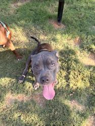 Found/Stray Female Dog last seen South Blvd, Charlotte, NC 28208