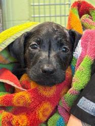 Shelter Stray Female Dog last seen Near Hutchings Blvd, Longview, City of, TX, 303 H G Mosley Pkwy, Longview, TX 75604, USA