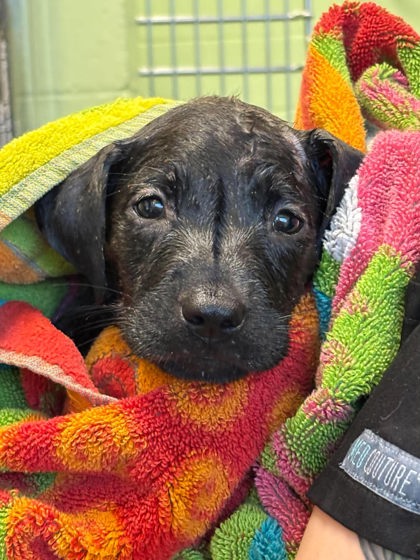 Shelter Stray Female Dog last seen Near Hutchings Blvd, Longview, City of, TX, 303 H G Mosley Pkwy, Longview, TX 75604, USA
