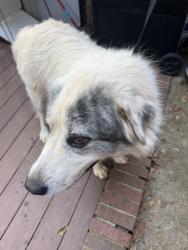 Found/Stray Unknown Dog last seen darlington oak and english oak drive stop sign, Doraville, GA 30340