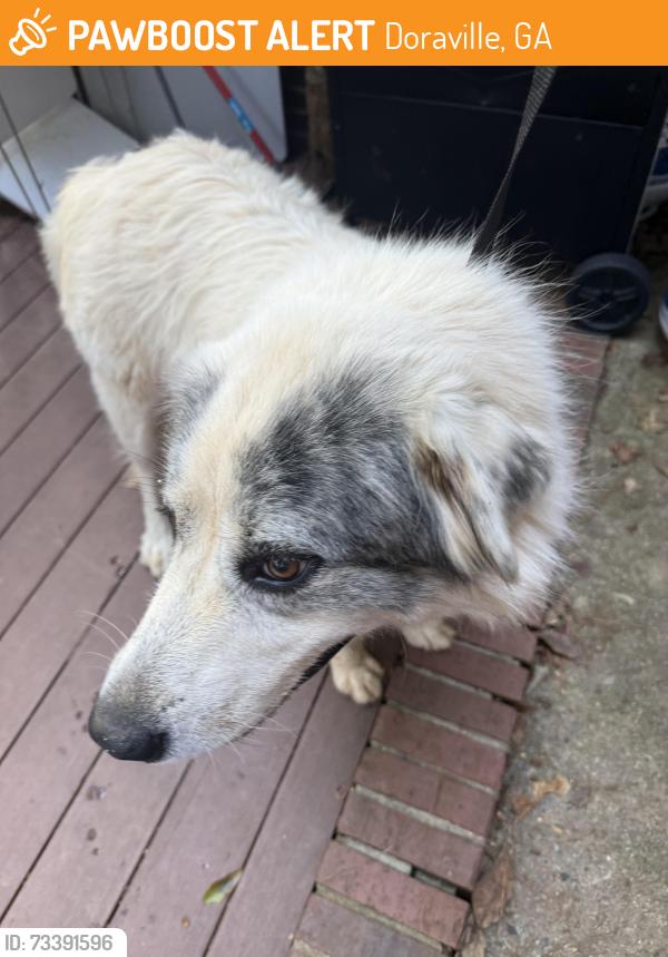 Found/Stray Unknown Dog last seen darlington oak and english oak drive stop sign, Doraville, GA 30340