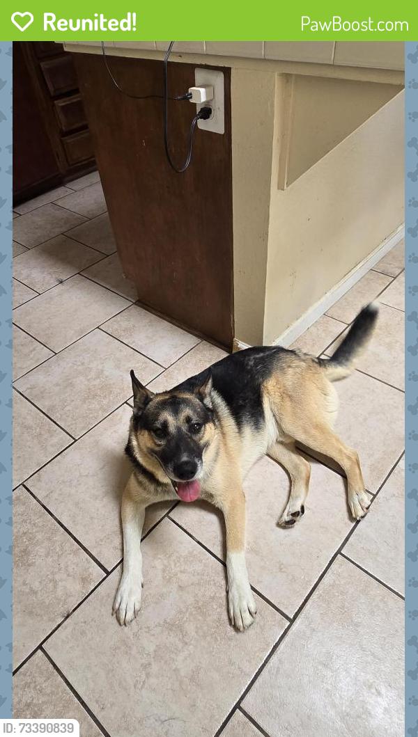 Reunited Male Dog last seen 40th st east and Avenue R, Palmdale, CA 93550
