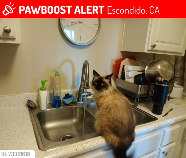 Lost Female Cat last seen EL Norte Pkwy, Escondido, CA 92027
