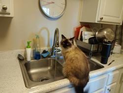 Lost Female Cat last seen EL Norte Pkwy, Escondido, CA 92027
