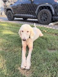 Found/Stray Female Dog last seen South blvd charlotte nc, Charlotte, NC 28208