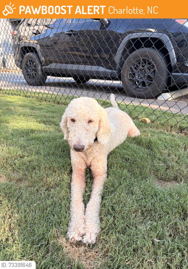 Found/Stray Female Dog last seen South blvd charlotte nc, Charlotte, NC 28208