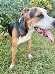 Found/Stray Male Dog last seen Raymond, Indianapolis, IN 46241