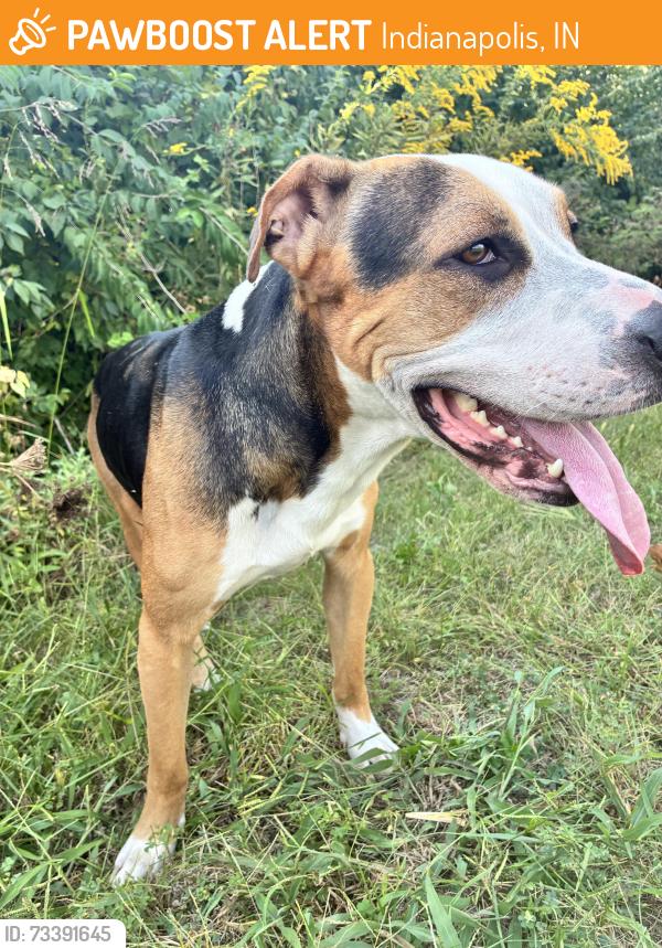 Found/Stray Male Dog last seen Raymond, Indianapolis, IN 46241