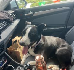 Found/Stray Female Dog last seen In park, Miami, FL 33177