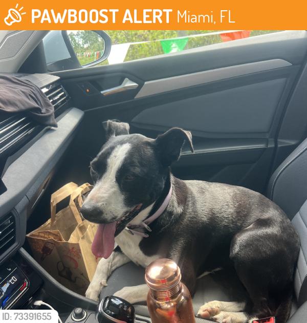 Found/Stray Female Dog last seen In park, Miami, FL 33177