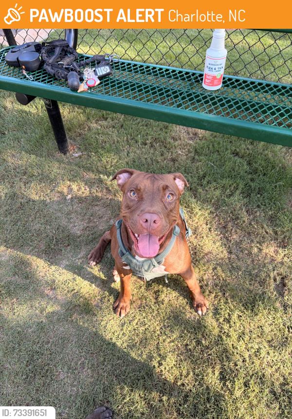 Found/Stray Female Dog last seen South blvd charlotte nc, Charlotte, NC 28208