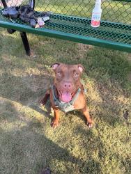 Found/Stray Female Dog last seen South blvd charlotte nc, Charlotte, NC 28208