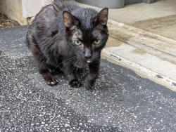Found/Stray Unknown Cat last seen Near Sycamore Lane, Montgomery, IL 60538