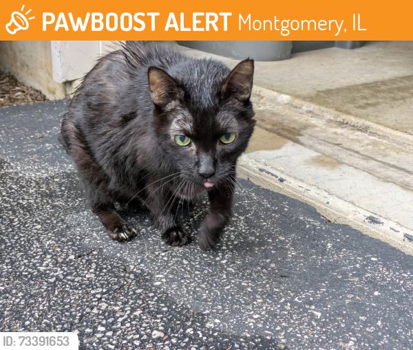 Found/Stray Unknown Cat last seen Near Sycamore Lane, Montgomery, IL 60538