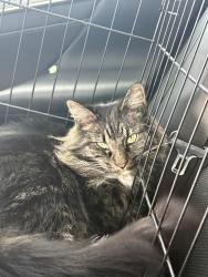 Lost Male Cat last seen 3rd avenue, Camas, WA 98607