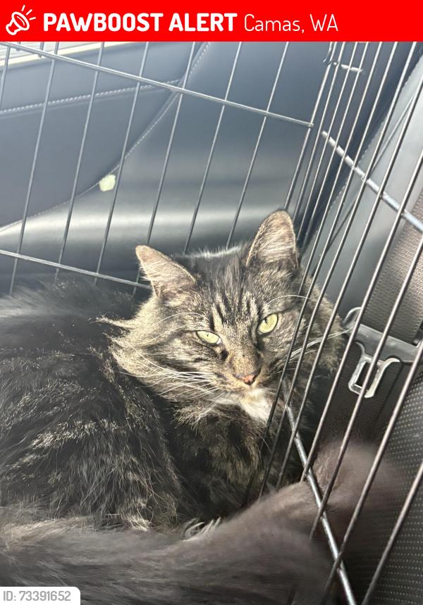 Lost Male Cat last seen 3rd avenue, Camas, WA 98607