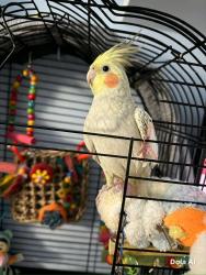 Lost Male Bird last seen Thompson road dagenham, Greater London, England 