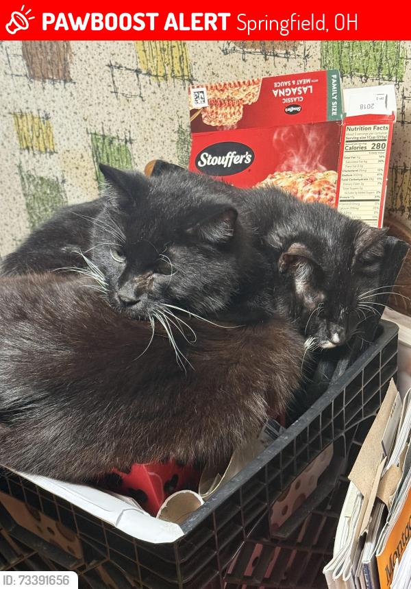 Lost Male Cat last seen Home Orchard, Springfield, OH 45503