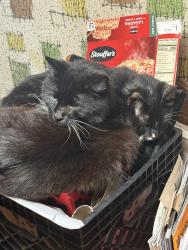 Lost Male Cat last seen Home Orchard, Springfield, OH 45503