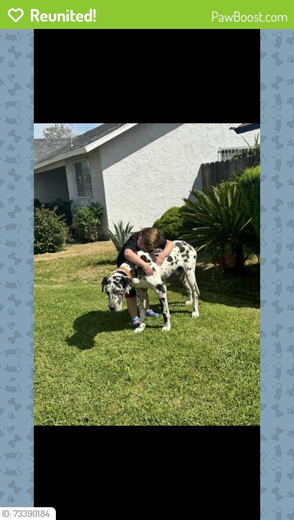 Reunited Male Dog last seen S Willow Ave, California, USA, Compton, CA 90221