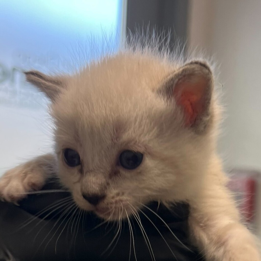 Shelter Stray Female Cat last seen Near Sycamore Road, San Diego, CA, 92173, 5500 Gaines St, San Diego, CA 92110, USA