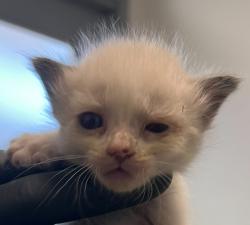 Shelter Stray Male Cat last seen Near Sycamore Road, San Diego, CA, 92173, 5500 Gaines St, San Diego, CA 92110, USA