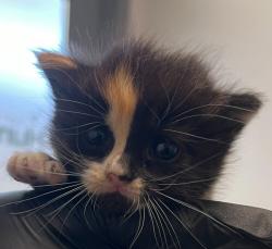 Shelter Stray Female Cat last seen Near Sycamore Road, San Diego, CA, 92173, 5500 Gaines St, San Diego, CA 92110, USA