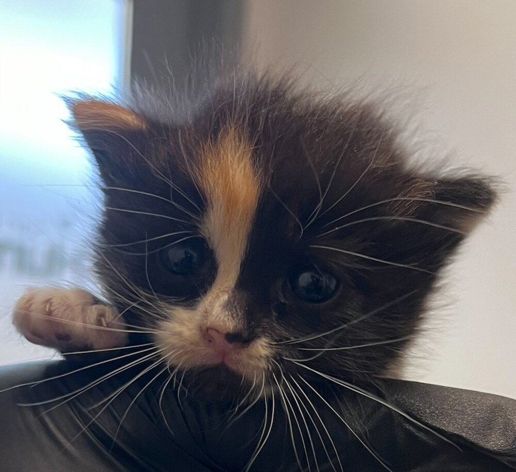Shelter Stray Female Cat last seen Near Sycamore Road, San Diego, CA, 92173, 5500 Gaines St, San Diego, CA 92110, USA