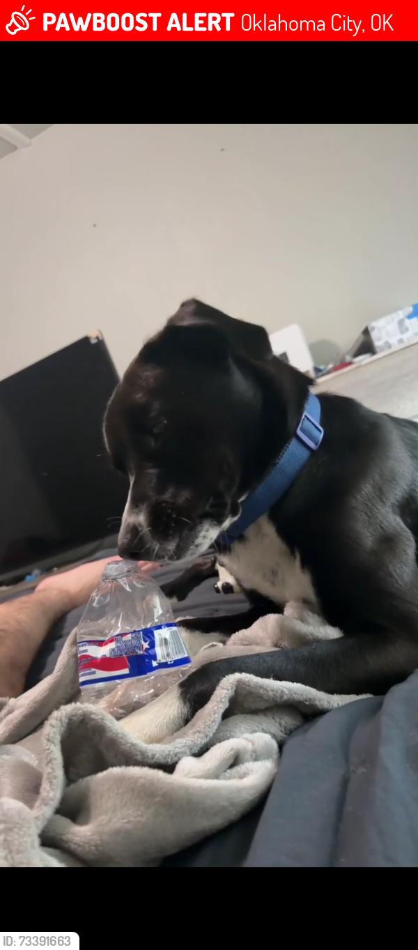 Lost Male Dog last seen Del City 15th st near Walmart, Oklahoma City, OK 73129