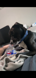 Lost Male Dog last seen Del City 15th st near Walmart, Oklahoma City, OK 73129
