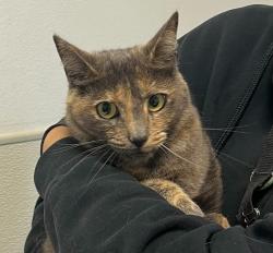 Shelter Stray Female Cat last seen Deville Drive, San Diego, CA, 92114, 5500 Gaines St, San Diego, CA 92110, USA