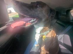 Reunited Male Dog last seen Birdsong and 165th, Tigard, OR 97223
