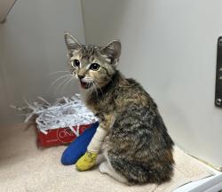 Shelter Stray Female Cat last seen Near Vale View Drive, Vista, CA, 92083, Oceanside, CA 92058, USA