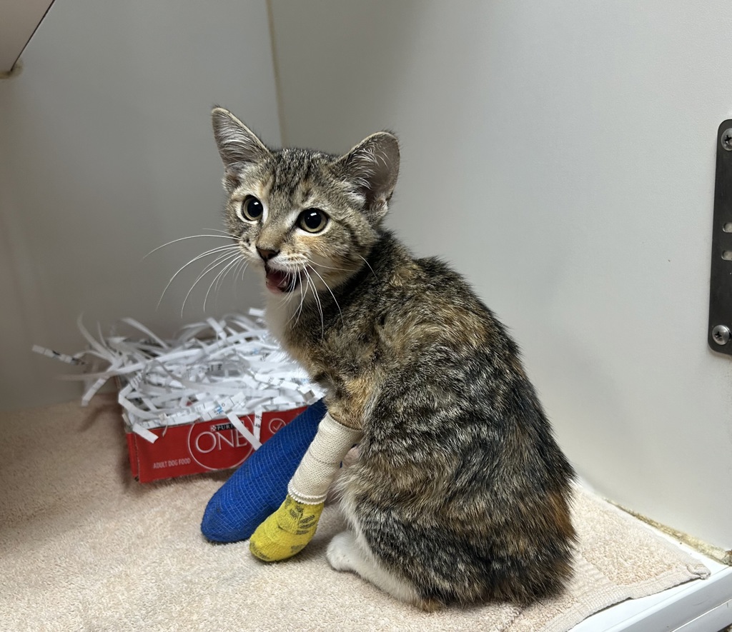 Shelter Stray Female Cat last seen Near Vale View Drive, Vista, CA, 92083, Oceanside, CA 92058, USA