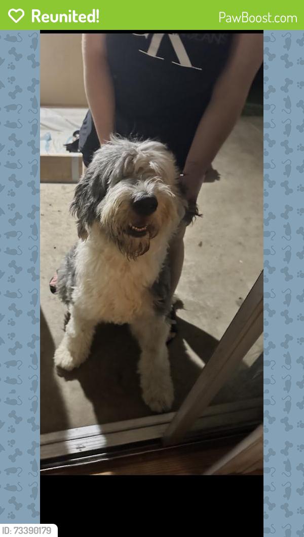 Reunited Female Dog last seen S Willow Ave, California, USA, Compton, CA 90221