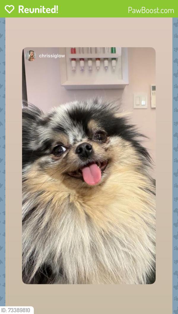 Reunited Female Dog last seen Woodbine and Knickerbocker, Brooklyn, NY 11237