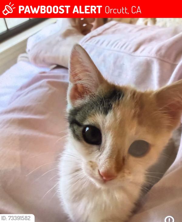 Lost Female Cat last seen At Paint horse trail, Orcutt, CA 93455