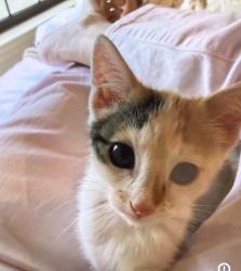 Lost Female Cat last seen At Paint horse trail, Orcutt, CA 93455