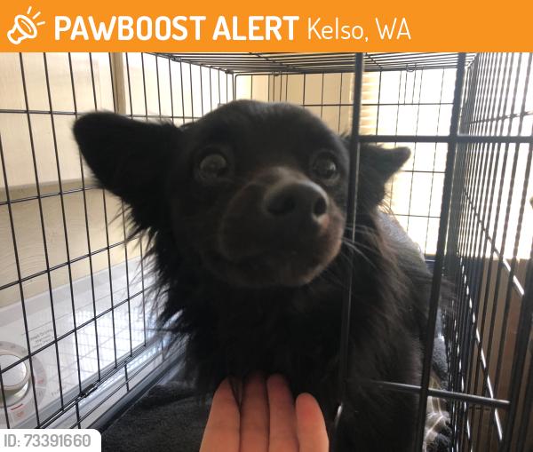 Found/Stray Male Dog last seen WSU Cowlitz County Extension, Kelso, WA 98626