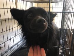 Found/Stray Male Dog last seen WSU Cowlitz County Extension, Kelso, WA 98626